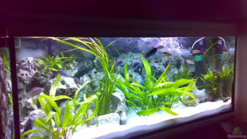 Aquarium Hauptansicht von Becken 8824