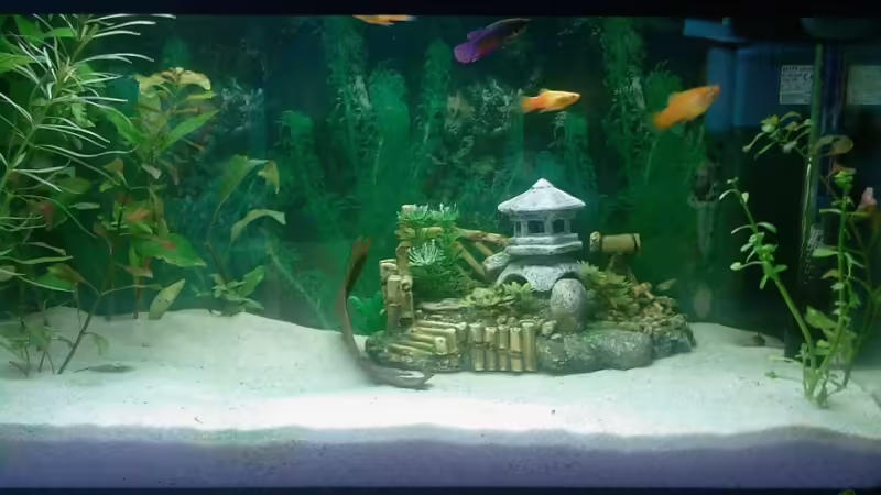 Aquarium Hauptansicht von Becken 8836 von alexandra (1)