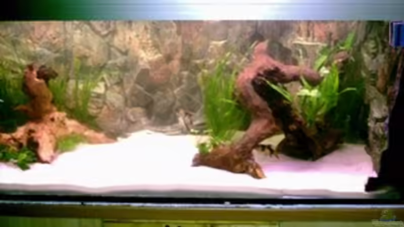 Aquarium Hauptansicht von Becken 886 von Michael Graf (1)