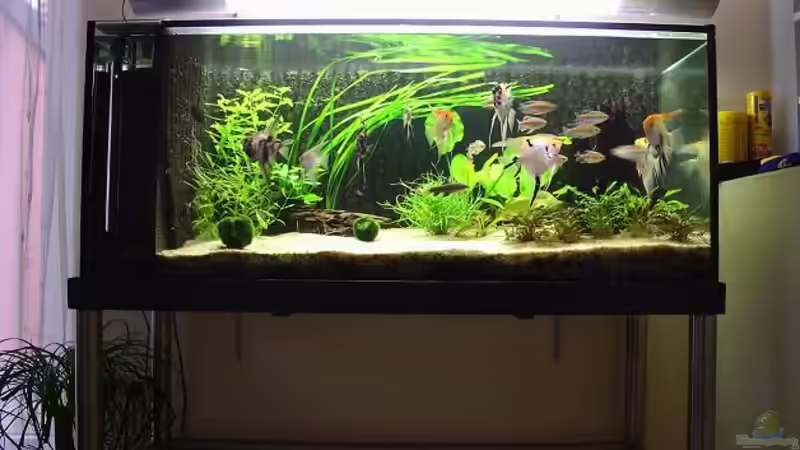 Aquarium Hauptansicht von Becken 8864 von Maximilian Pühl (1)