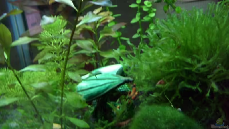 Aquarium Hauptansicht von Becken 8874 von Dennis Schuster (1)