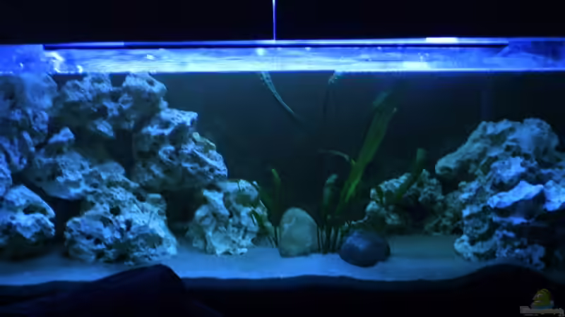 Aquarium Hauptansicht von Becken 8893 von Maik Böhme (1)