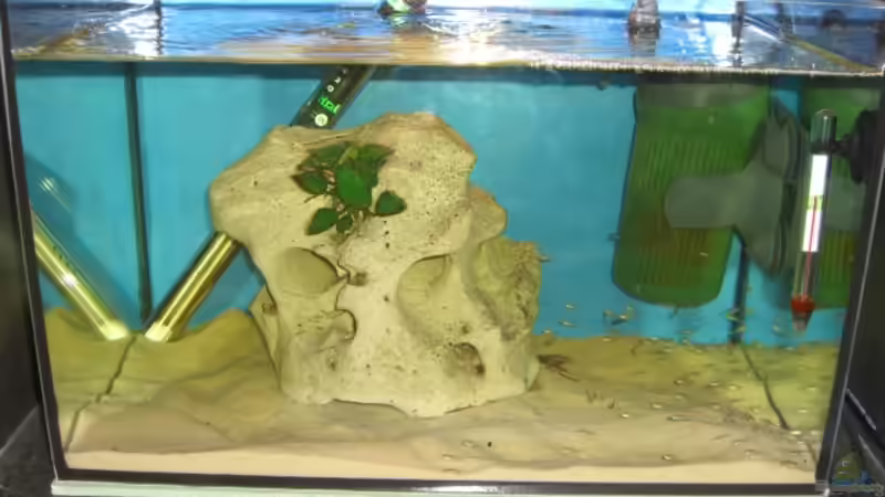 Aquarium Hauptansicht von Becken 8897