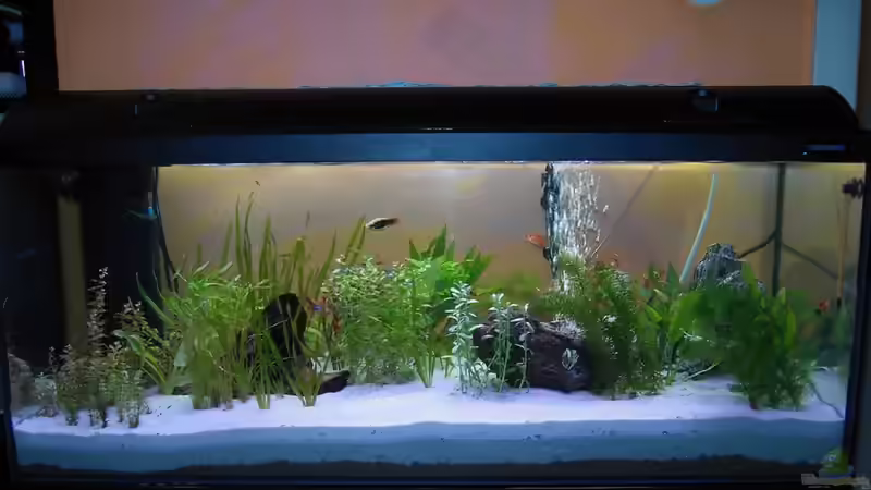 Aquarium Hauptansicht von Becken 8912 von Andreas Reim (1)