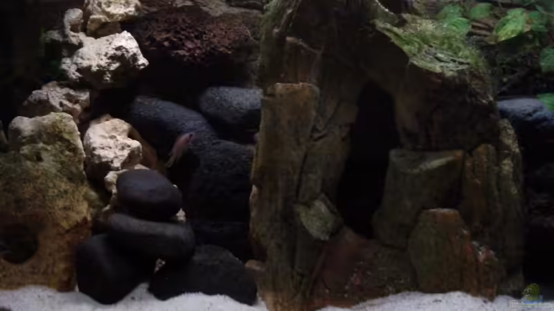 Aquarium Hauptansicht von Becken 8920 von Aquawater (1)