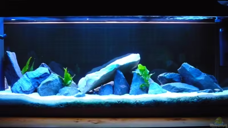 Aquarium Hauptansicht von Becken 8930 von Enno