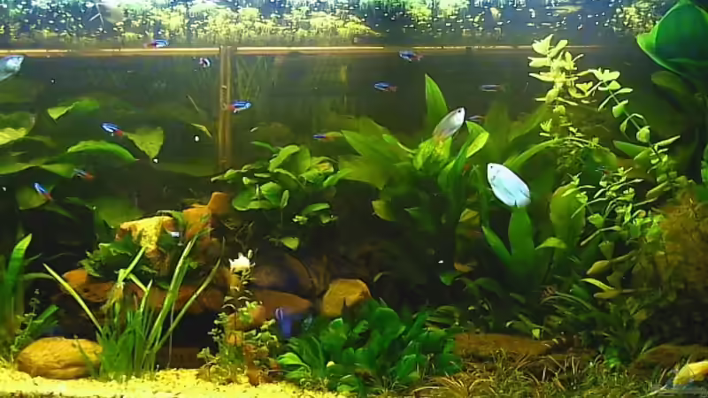 Aquarium Hauptansicht von Becken 8932