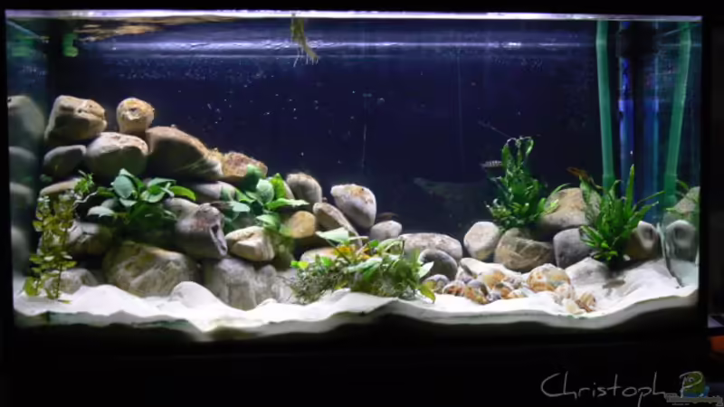 Aquarium Hauptansicht von Becken 8939 von gruengold (1)