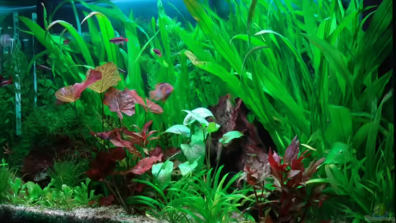 Aquarium Hauptansicht von Becken 8941 von Thomas Weyhofen (1)