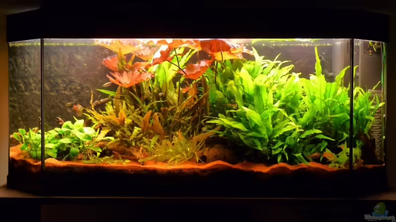 Aquarium Hauptansicht von Becken 8947