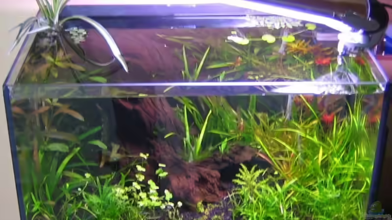Aquarium Hauptansicht von Becken 8956 Nur noch als Beispiel von Silvia (1)