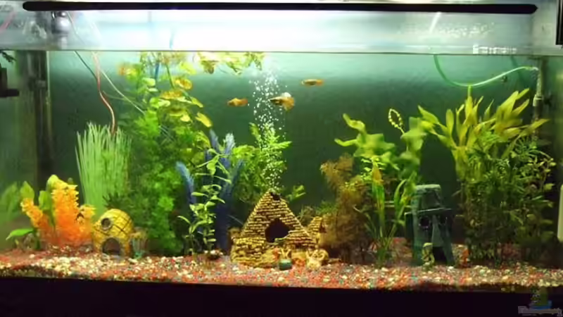 Aquarium Hauptansicht von Becken 8958