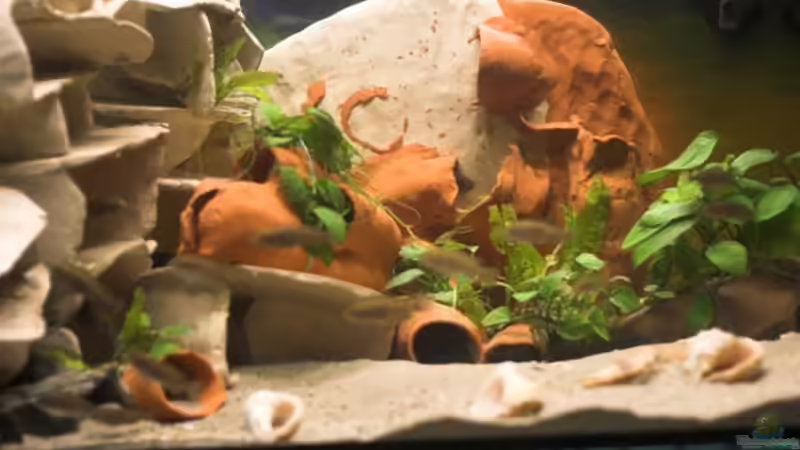 Aquarium Hauptansicht von Becken 8960 von p.typus (1)