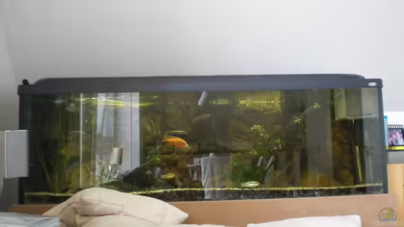 Aquarium Hauptansicht von Becken 8970 von Dafi87 (1)