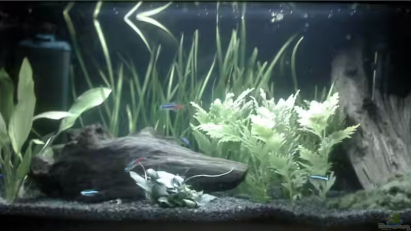 Aquarium Hauptansicht von Becken 8978 von Marcel Pikzack (1)