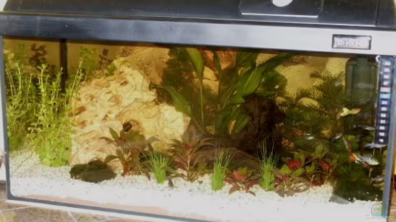 Aquarium Hauptansicht von Becken 8995 von Sascha Dannenberg (1)