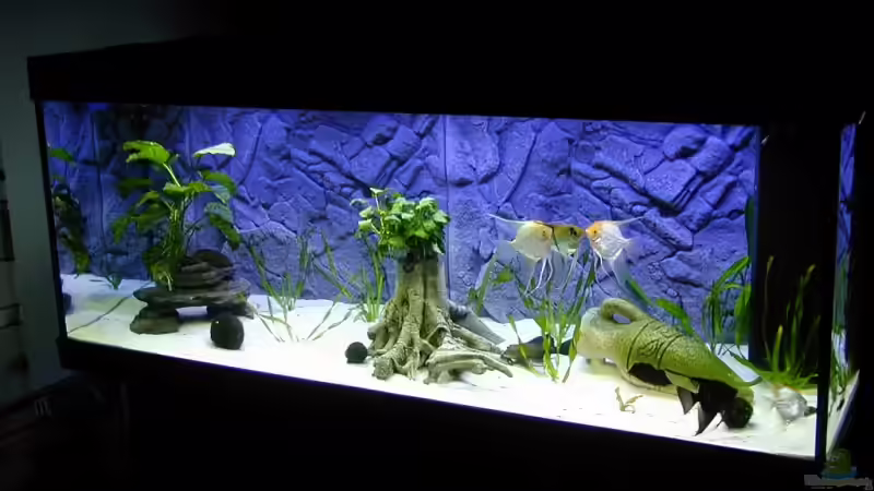 Aquarium Hauptansicht von Becken 9006 von Marc Scheer (1)