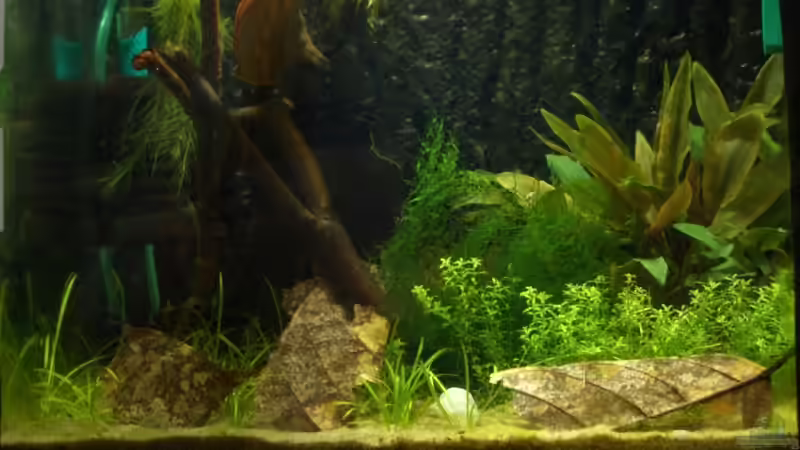 Aquarium Hauptansicht von Becken 9012 von Knorpelfisch (1)