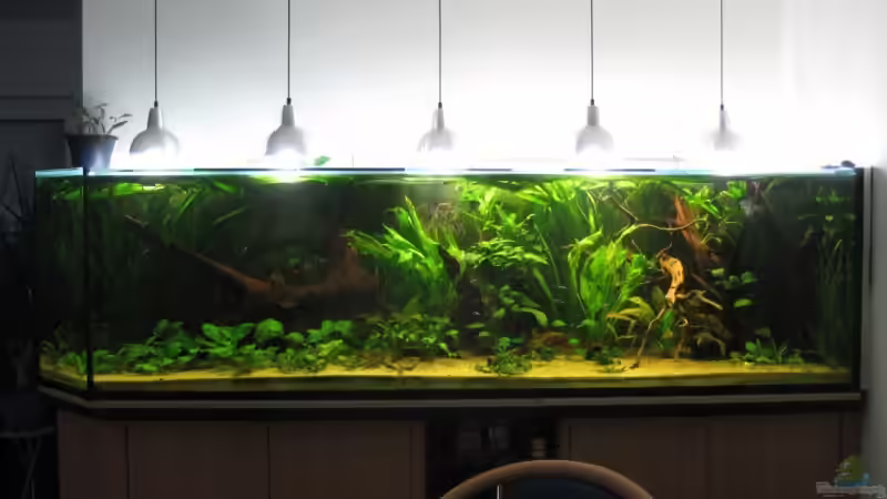 Aquarium Hauptansicht von Becken 9025 von Gerrit Buck (1)