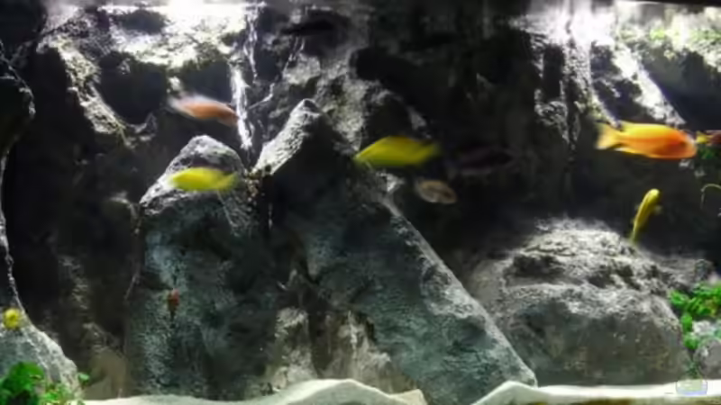 Aquarium Hauptansicht von Becken 9037