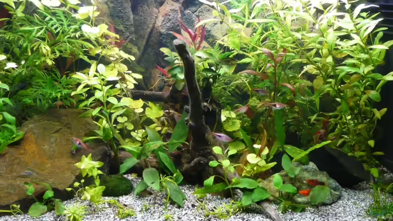 Aquarium Hauptansicht von Becken 9042 von Nelly Lüscher (1)