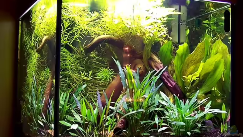 Aquarium Hauptansicht von Becken 906 von Wolfgang Fischer (1)