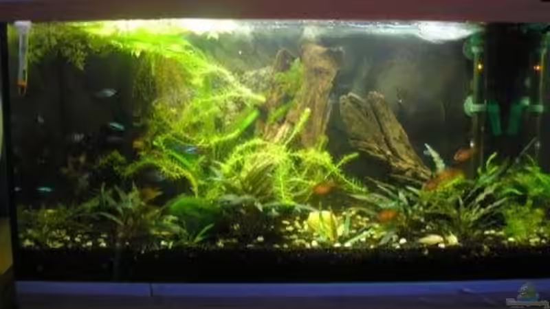 Aquarium Hauptansicht von Becken 9074