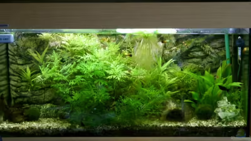 Aquarium Hauptansicht von Becken 9077