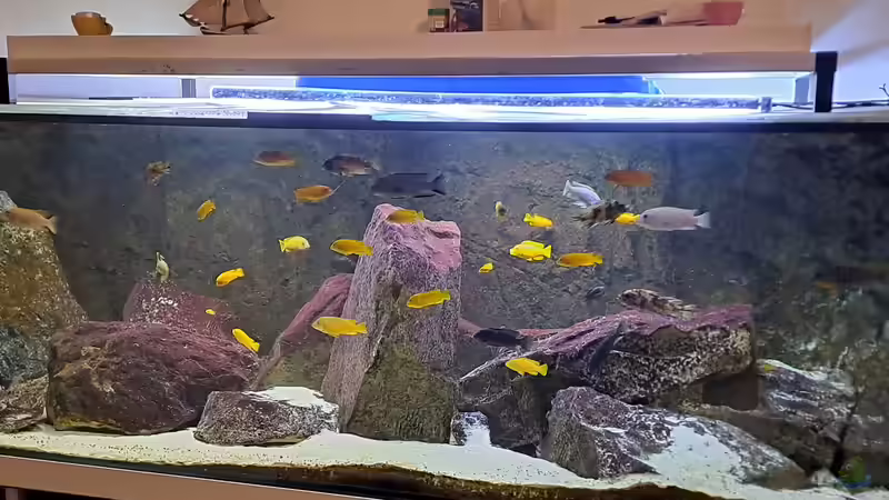 Aquarium Hauptansicht von Becken 91 von Simon Delgardo (1)