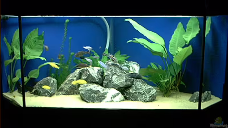 Aquarium Hauptansicht von Becken 912 von Kevin Büttner