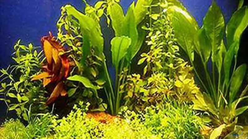 Aquarium Hauptansicht von Becken 9120