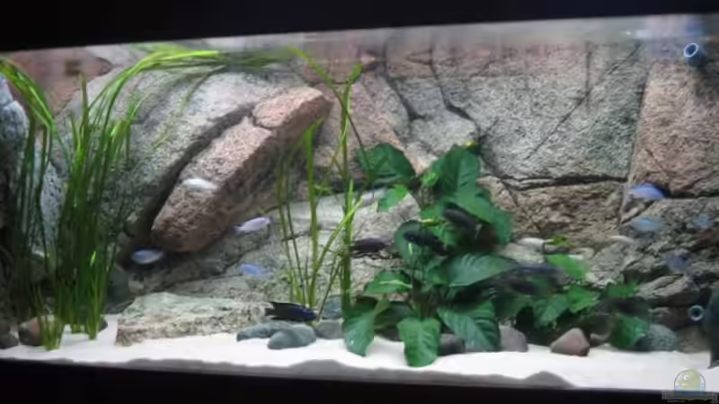 Aquarium Hauptansicht von Becken 9132 von Tobinhio (1)