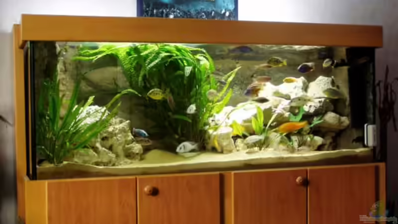 Aquarium Hauptansicht von Becken 915