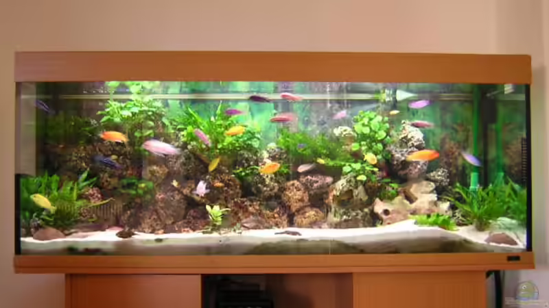 Aquarium Hauptansicht von Becken 916