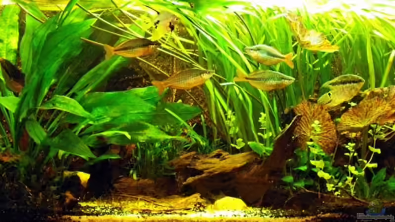 Aquarium Hauptansicht von Becken 9179 von Becke (1)