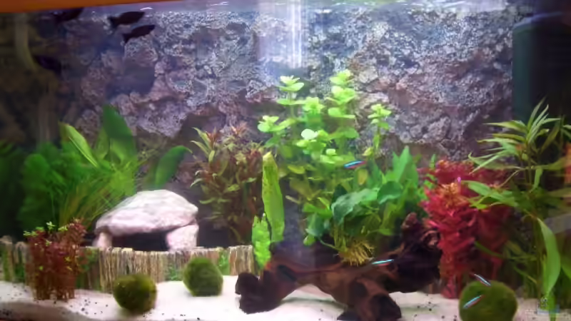 Aquarium Hauptansicht von Becken 9186 von Karin Hiegelsperger (1)