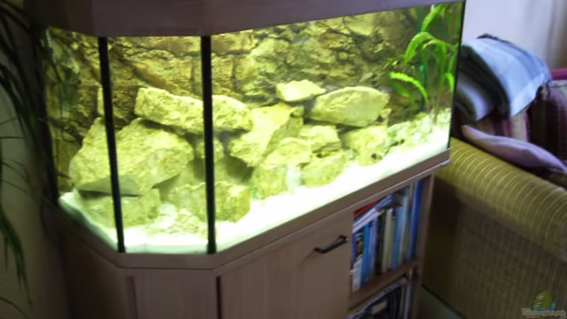 Aquarium Hauptansicht von Becken 919 von David Kujawa (1)