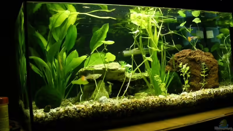 Aquarium Hauptansicht von Becken 9199 von Christopher Keil