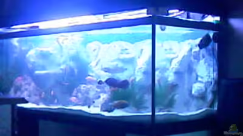 Aquarium Hauptansicht von Becken 9202 von Sonnenelise2003 (1)