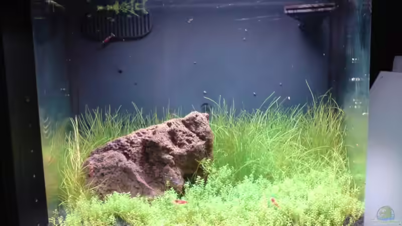 Aquarium Hauptansicht von Becken 9215 Aquarium Hauptansicht von Becken 9215