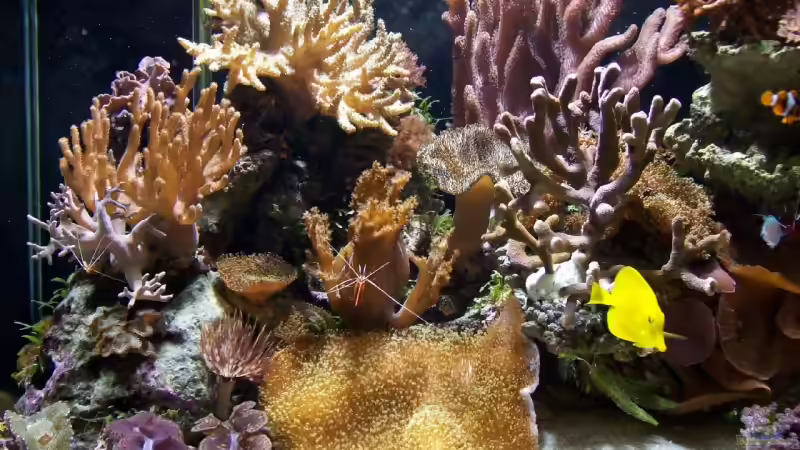 Aquarium Hauptansicht von Becken 9218 von mk (1)