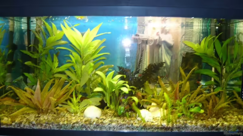 Aquarium Hauptansicht von Becken 9219