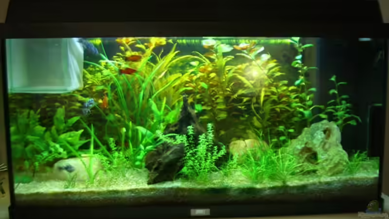 Aquarium Hauptansicht von Becken 9240 von Marco Riesterer