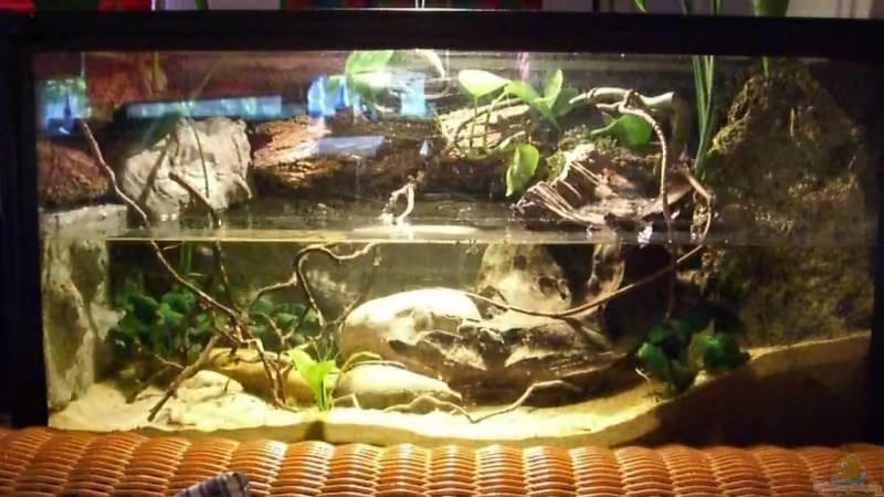 Aquarium Hauptansicht von Becken 9246 von Johannes (1)