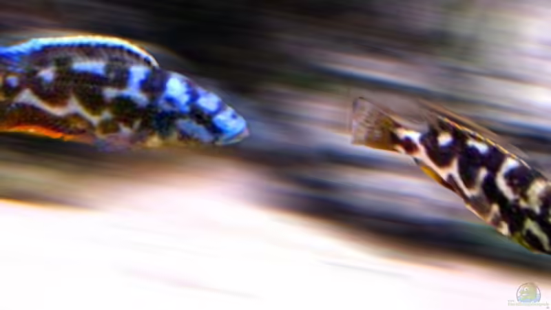 Aquarium Hauptansicht von Becken 9248 von Raoul (1)