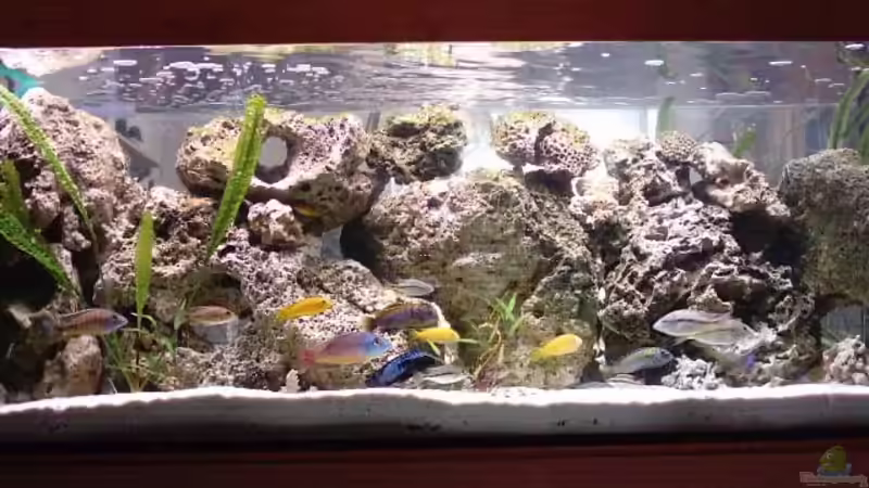 Aquarium Hauptansicht von Becken 93 von Frank Maitschke (1)