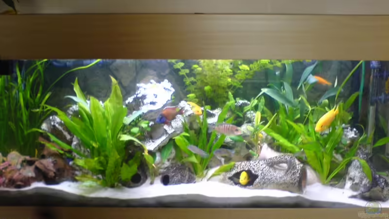 Aquarium Hauptansicht von Becken 9302 von Dennis Mair (1)