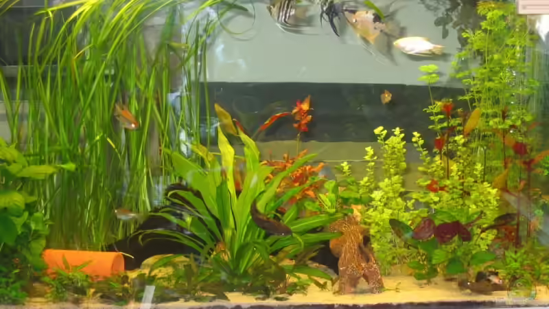 Aquarium Hauptansicht von Becken 9311 von Alsu (1)