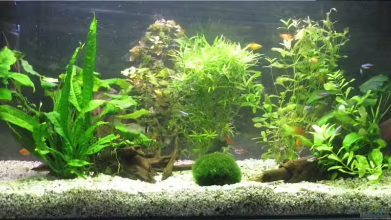 Aquarium Hauptansicht von Becken 9325 von Jacob König (1)