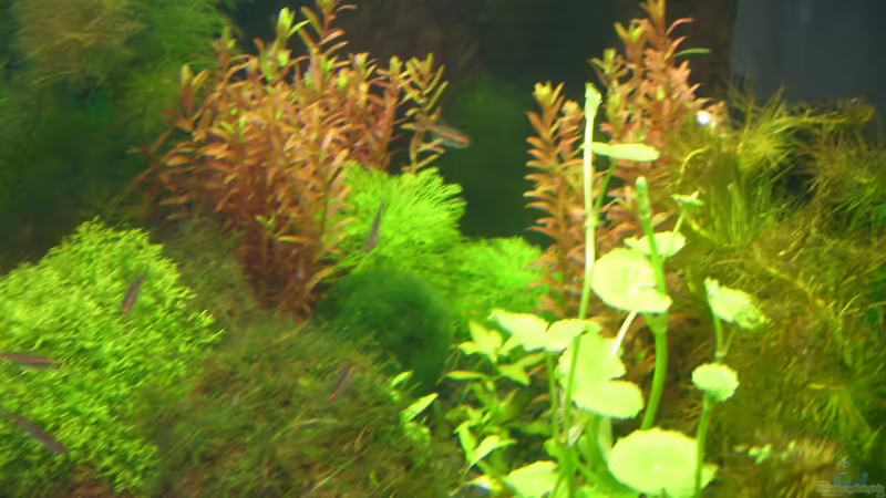 Aquarium Hauptansicht von Becken 9331 von Michael J. (1)